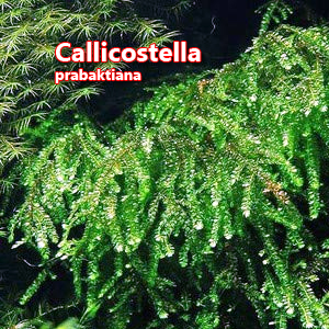 Callicostella prabaktiana